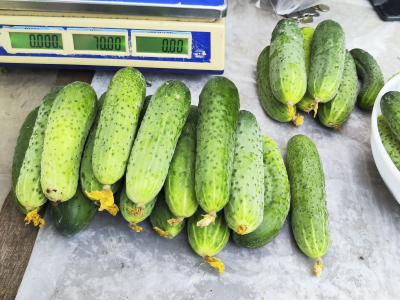 Центробанк объяснил резкий рост цен на огурцы в Свердловской области