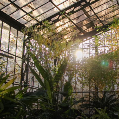 Что произошло с оранжереей в Ботаническом саду