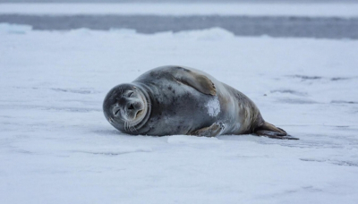 На Сахалине спасли заблудившегося тюленя-чебурашку в 20 километрах от воды: гулял на даче