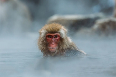 Концерт Pink Floyd, виртуальное посещение горячих источников Японии и бесплатные статьи МГУ