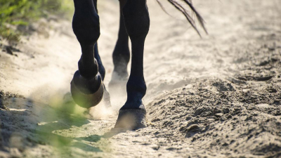 Подрядчика спортшколы в Актобе обязали вернуть миллионы тенге после скандала с конями