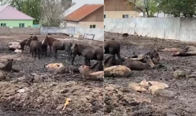 «Живых держат с мертвыми»: сельчане пожаловались на вонь с подворья под Алматы (ВИДЕО)