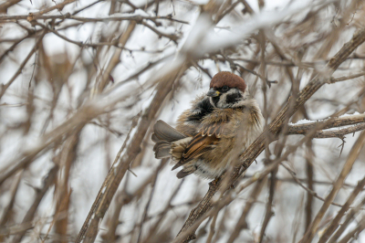 В&nbsp;России пересчитали воробьев